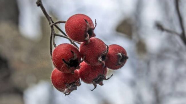Sentier des Senelles