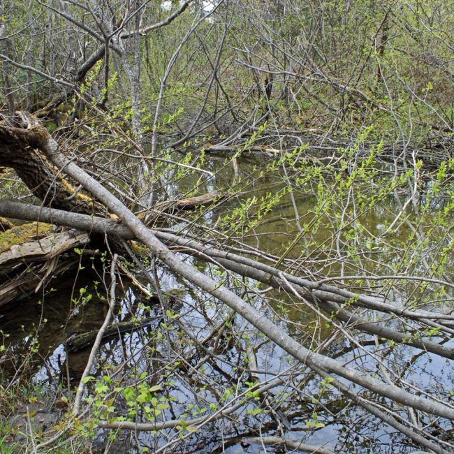 Margouille à Garnouilles