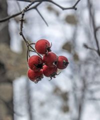 Sentier des Senelles