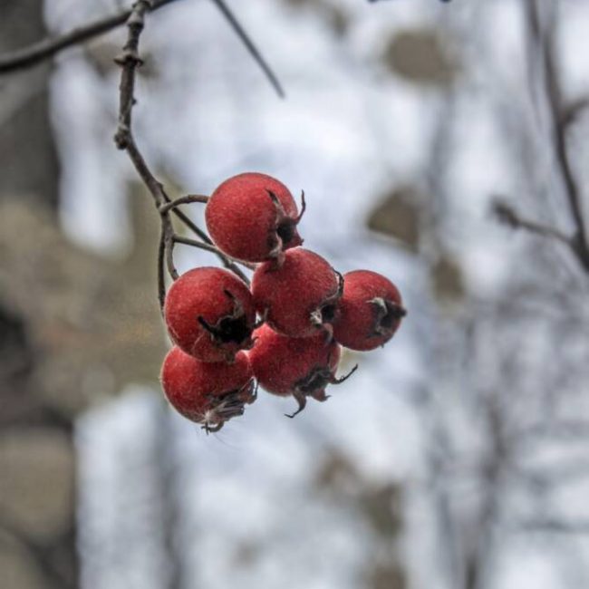 Sentier des Senelles