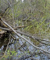 Margouille à Garnouilles