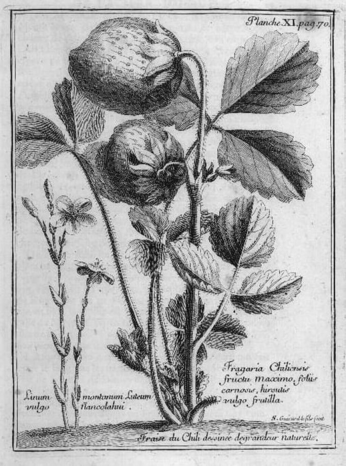 Fraise blanche, Fragaria chiloensis.